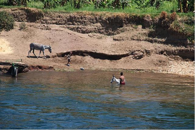    Donkey and man in nile